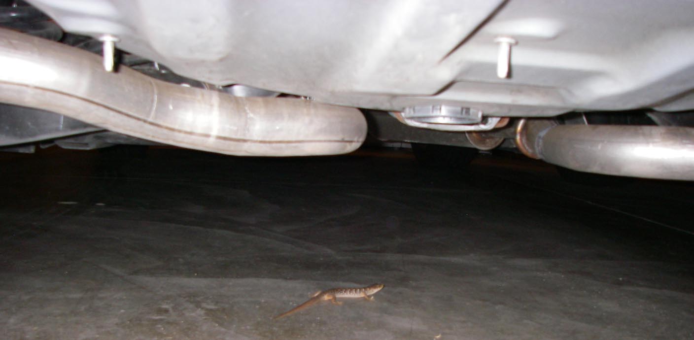 Alligator lizard in my garage 10/23/2013