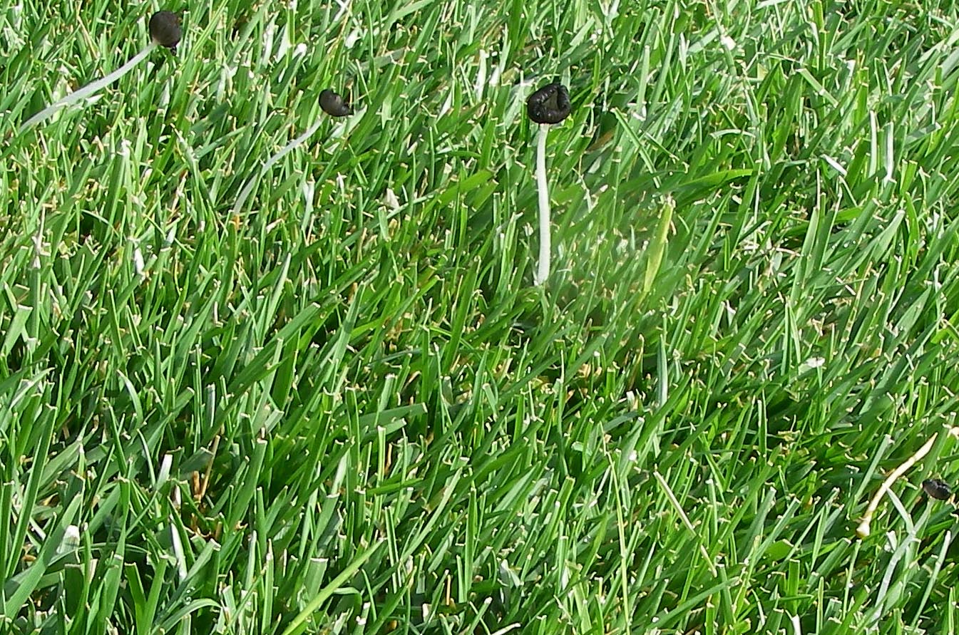 Vanishing mushroom in my lawn 10/23/2013