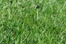 Vanishing mushroom in my lawn 10/23/2013