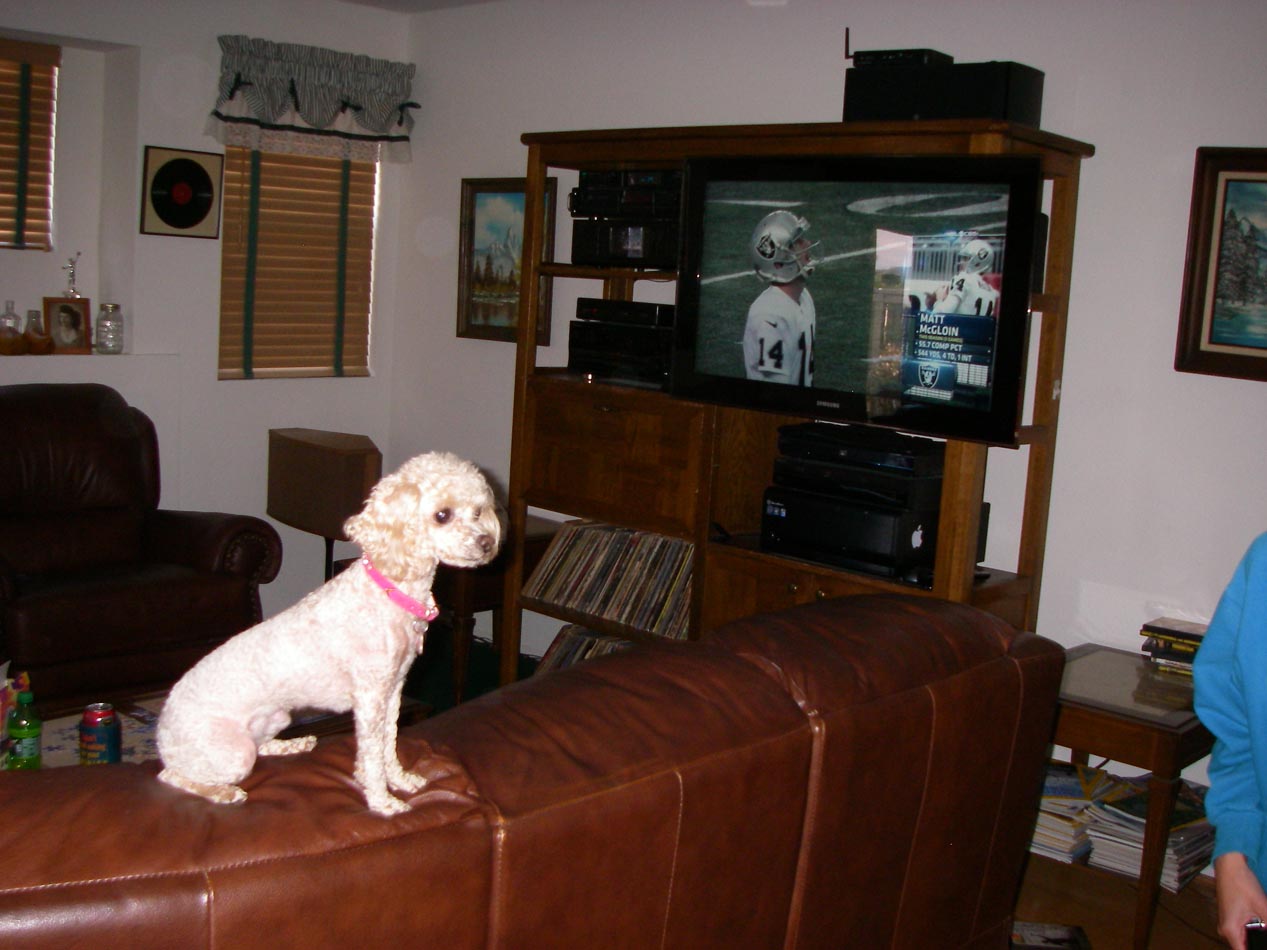 Sugar Doodle enjoying football on Thanksgiving Day 2013
