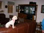 Sugar Doodle enjoying football on Thanksgiving Day 2013