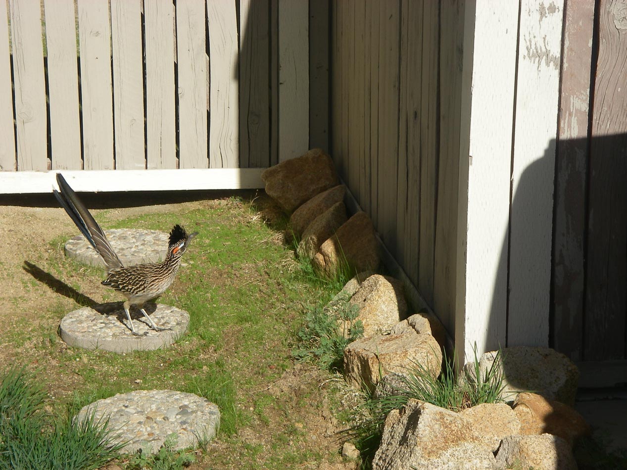 Roadrunner looking for lizards in my front yard 12/11/2013