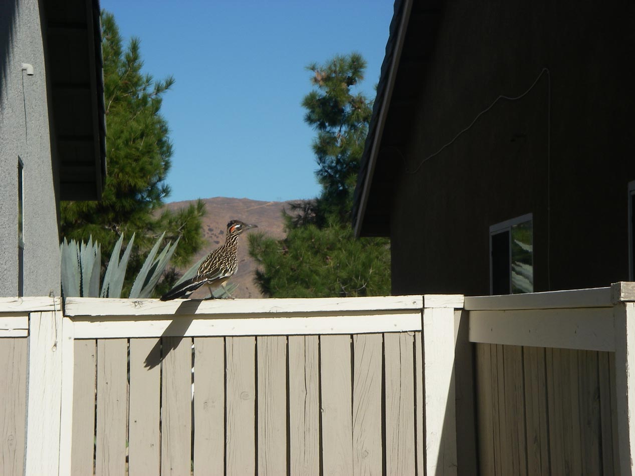 Roadrunner atopo my backyard gate 12/11/2013