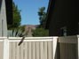 Roadrunner atopo my backyard gate 12/11/2013