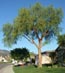 My pepper tree all expertly trimmed by me 3/16/2014