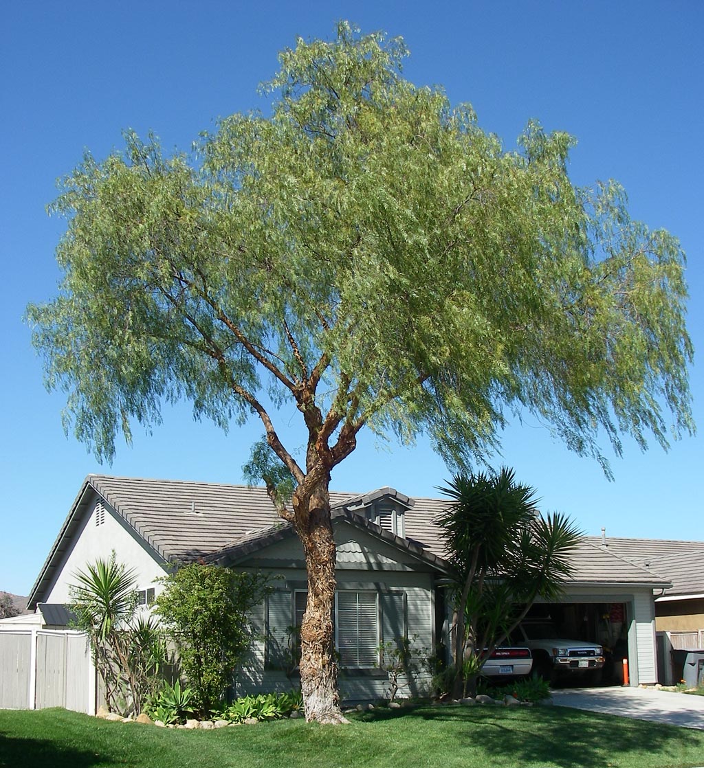 My pepper tree all professionally trimmed by me 3/17/2014