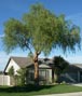 My pepper tree all professionally trimmed by me 3/17/2014