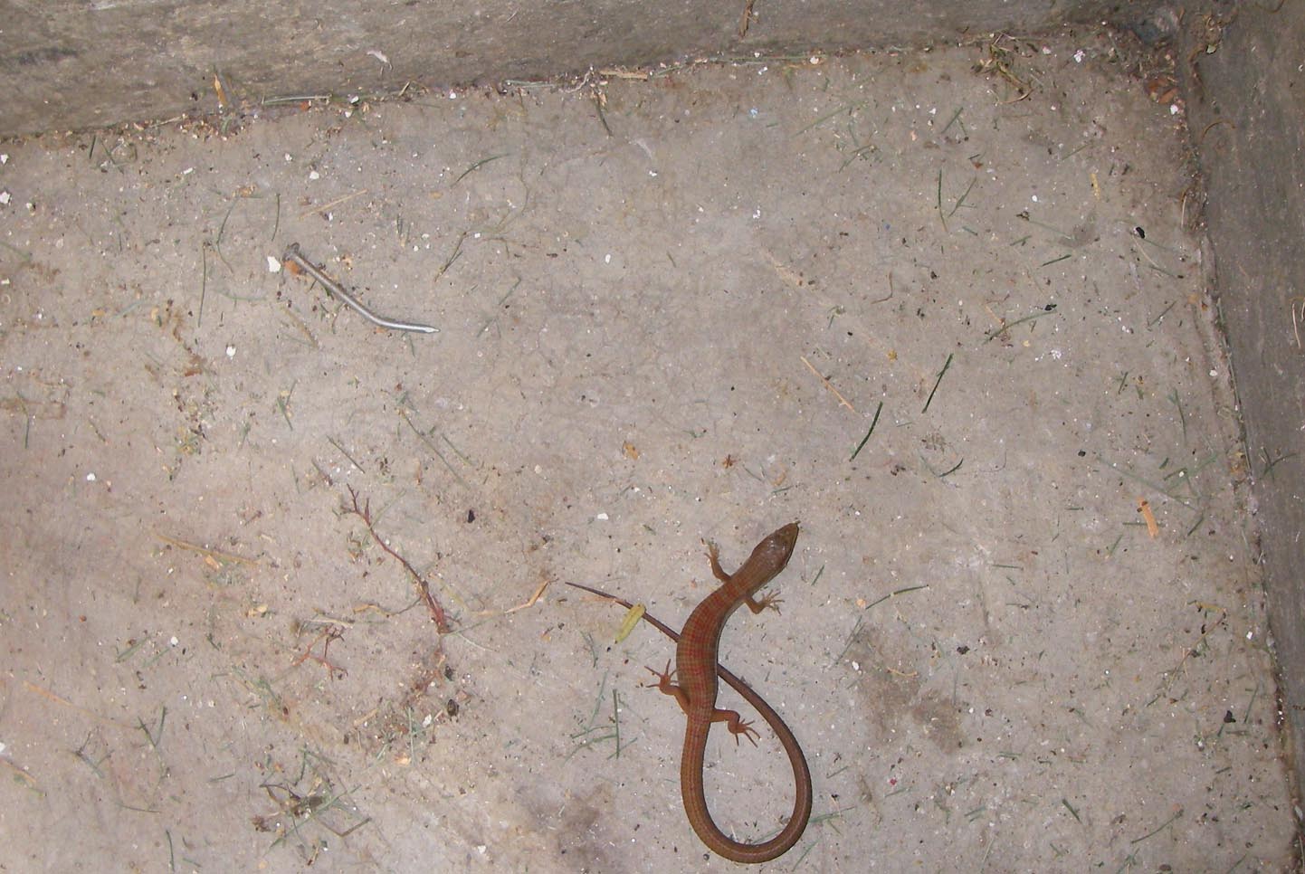 Aligator lizard living in my garage keeping the black widows in check 1/4/2015
