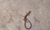 Aligator lizard living in my garage keeping the black widows in check 1/4/2015