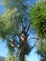 Arbolero up in my tree ready to trim it 2/8/2015