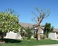 My tree after trim 2/8/2015 