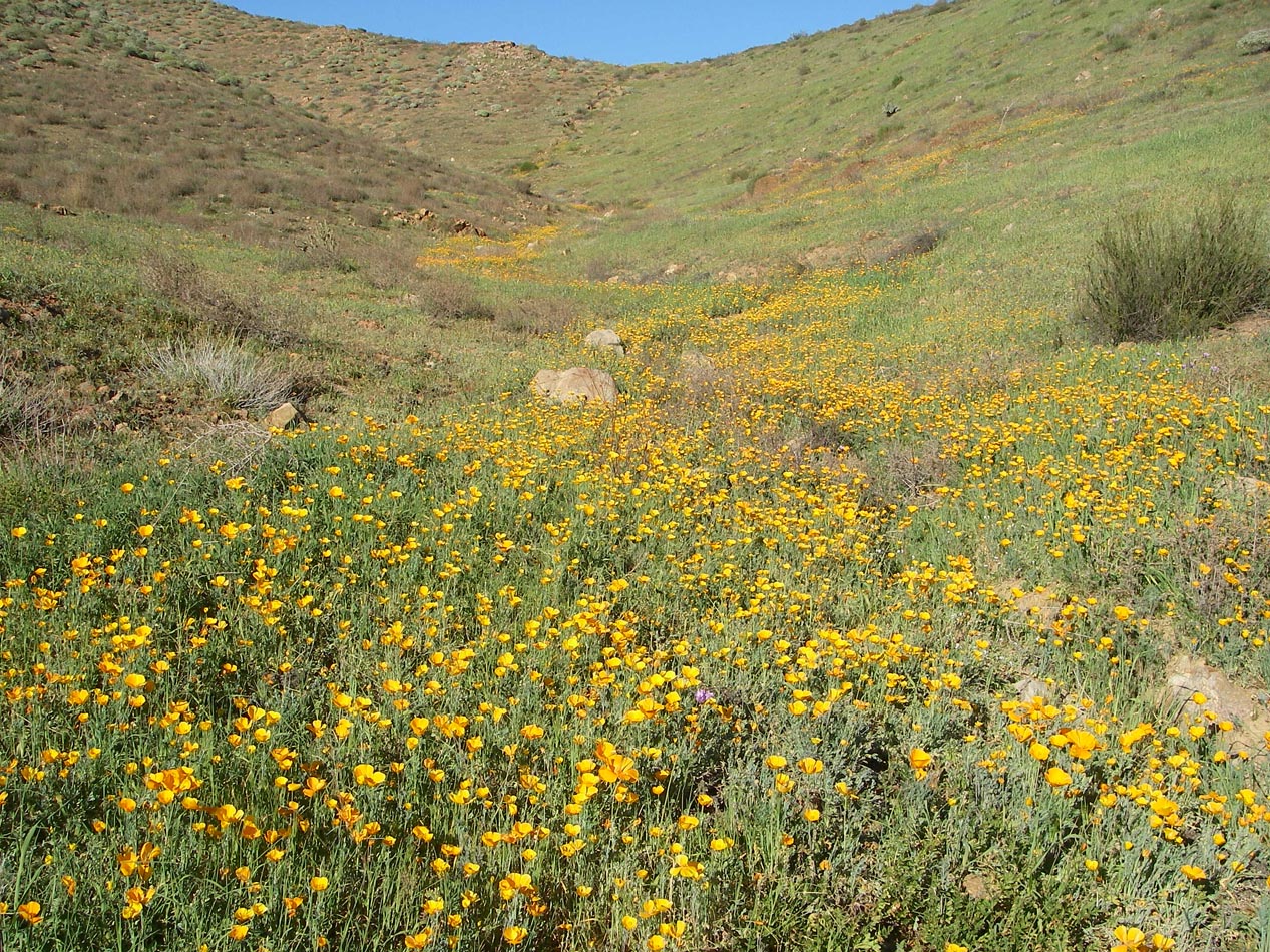 Only one small patch of poppies this year in the Mt. Estelle Preserve 2/15/2015
