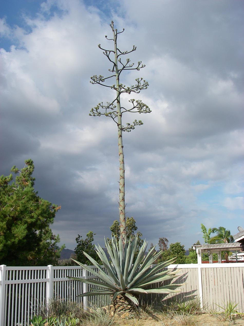 I rescued this agave from the side of Temescal Road in 2000 when it was a baby.  Now look 5/17/2015
