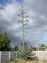 I rescued this agave from the side of Temescal Road in 2000 when it was a baby.  Now look 5/17/2015