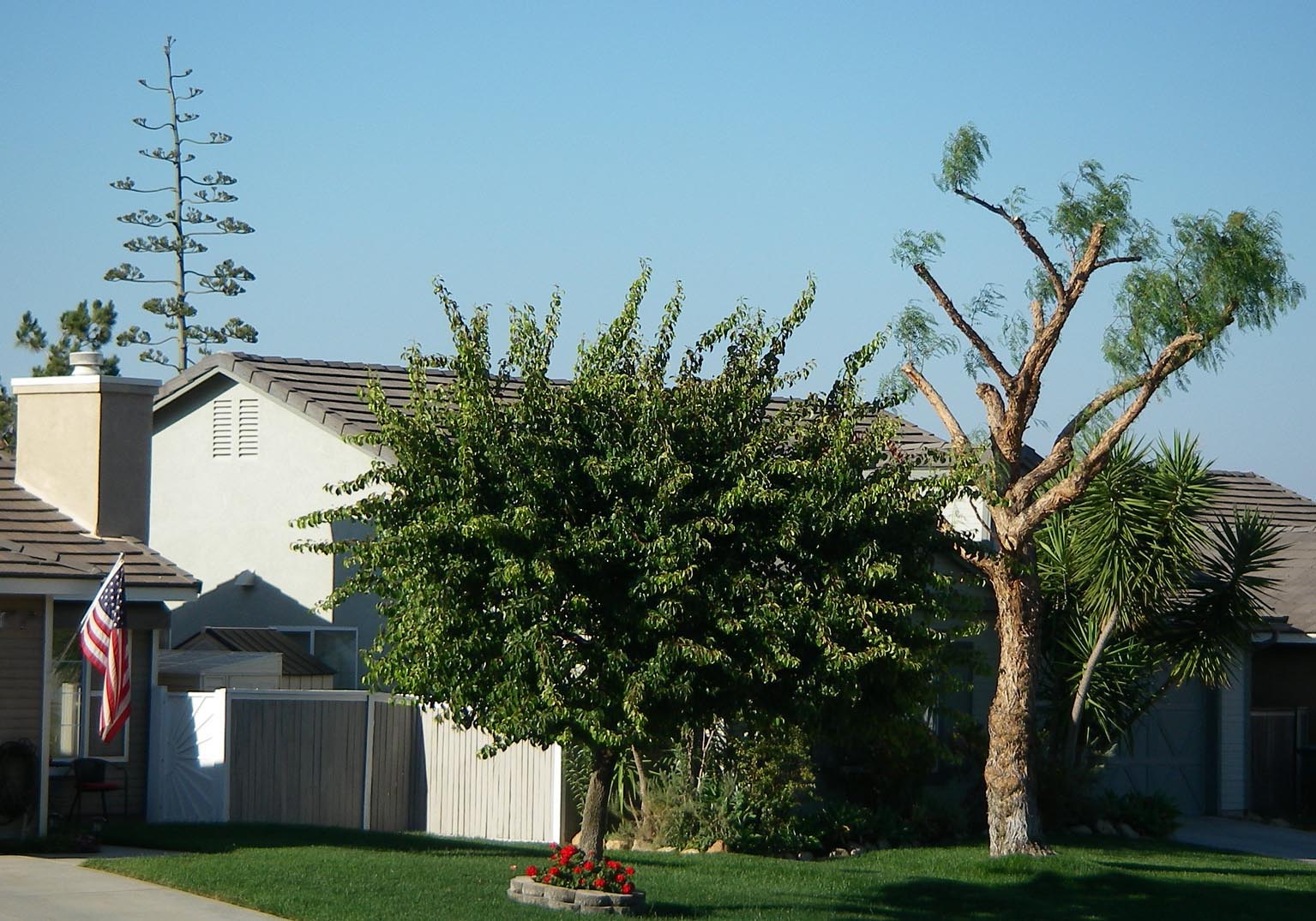 My rescue agave towers over the roof of my house 5/31/2015