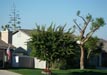 My rescue agave towers over the roof of my house 5/31/2015