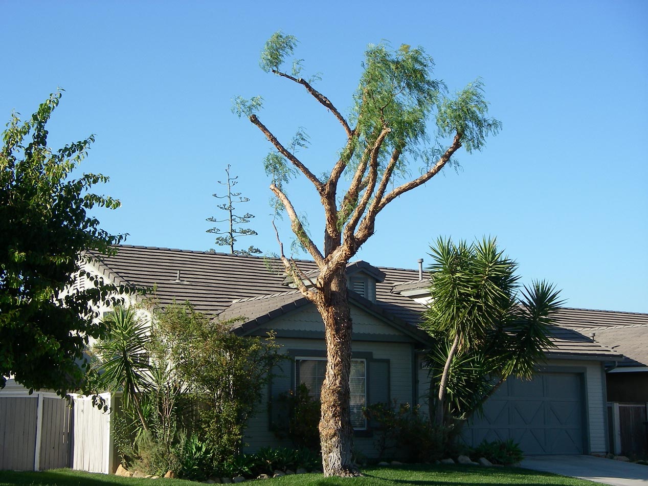 My tree after being pruned 5/31/2015