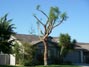 My tree after being pruned 5/31/2015