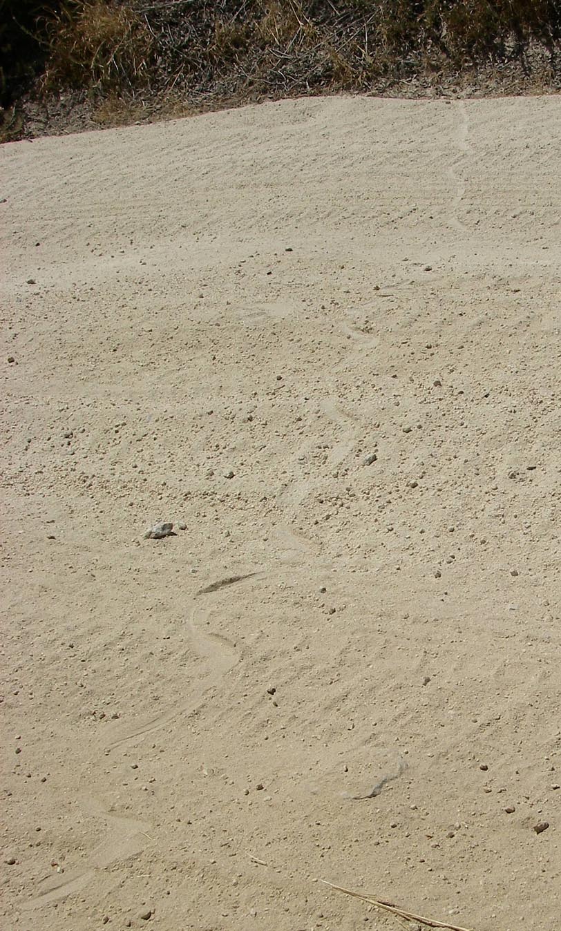 Fresh rattlesnake tracks across Indian Truck Trail 6/15/2015