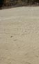 Fresh rattlesnake tracks across Indian Truck Trail 6/15/2015