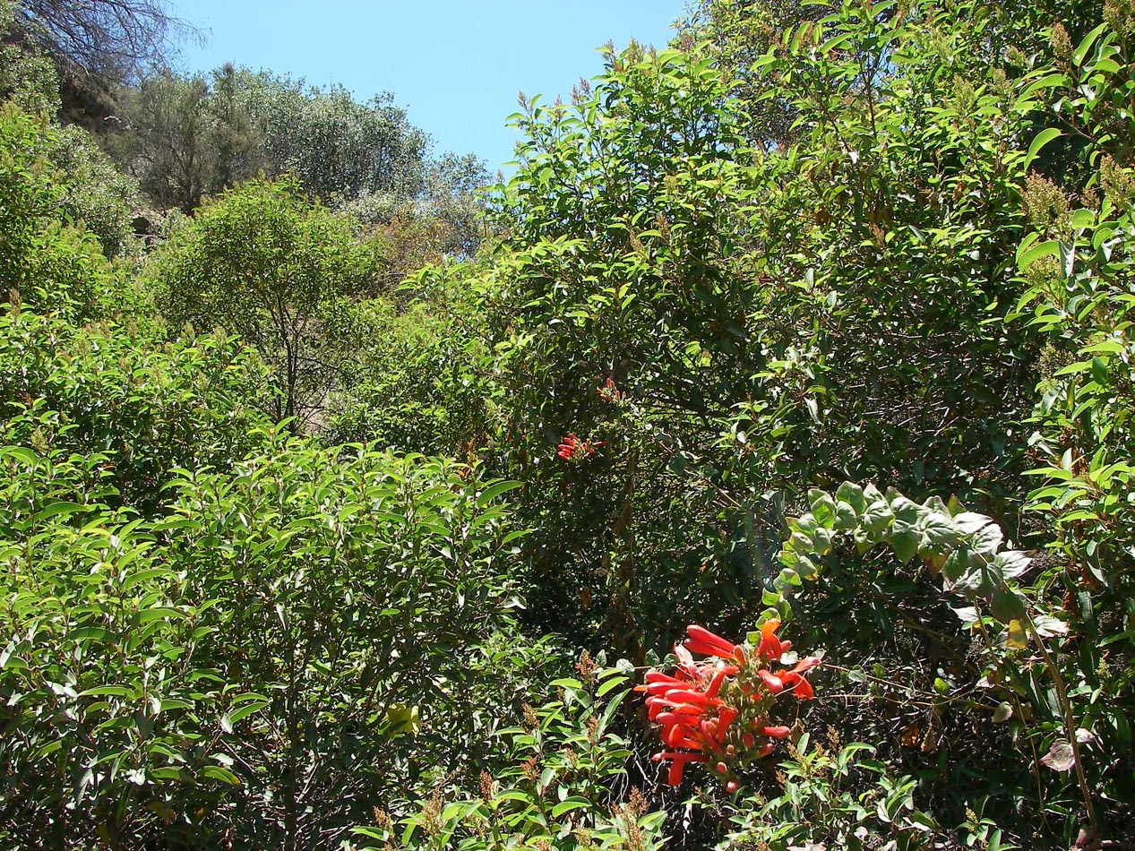 Heart leaf bush penstamon in bloom amongst the larel sumac along Indian Truck Trail 6/15/2015
