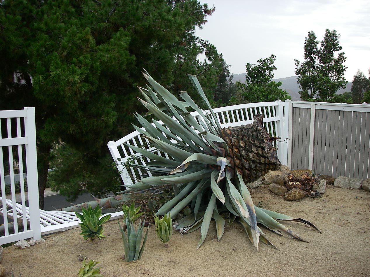 Wind storm knocked over my agave 6/30/2015