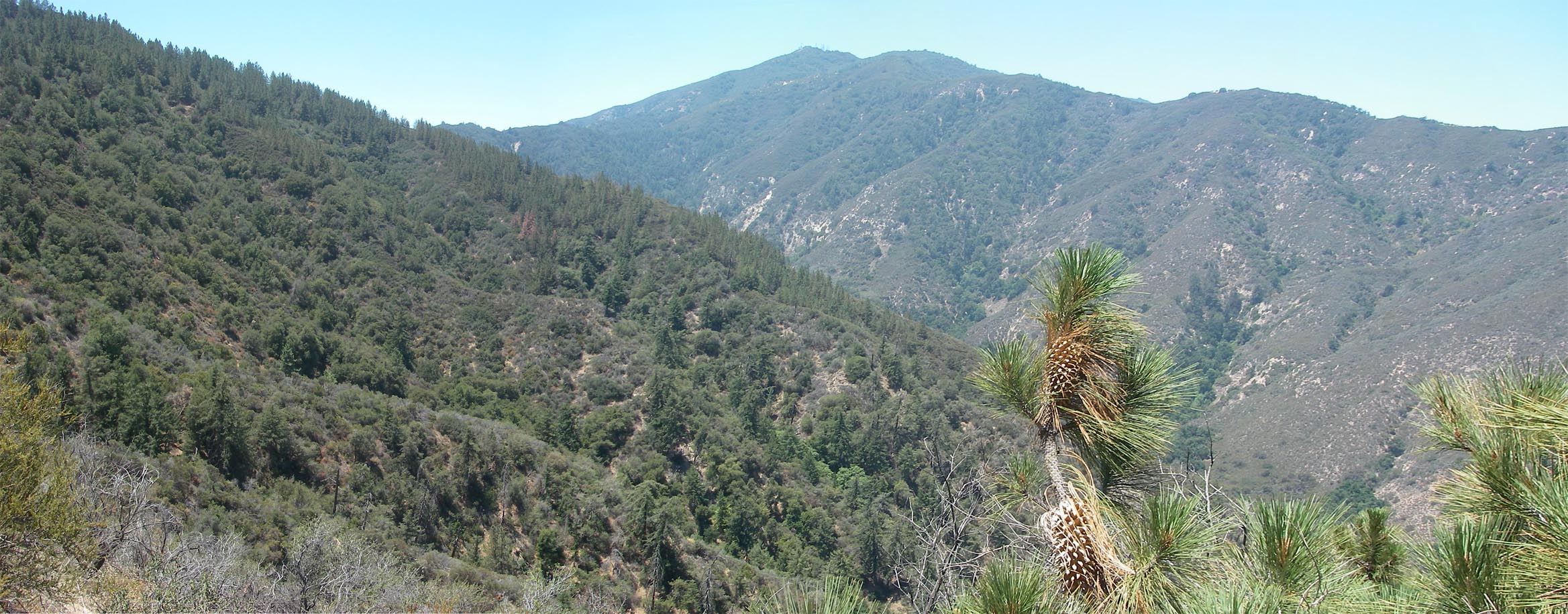 Hiked up to the first pine tree along Indian Truck Trail 7/5/2015