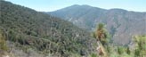 Hiked up to the first pine tree along Indian Truck Trail 7/5/2015