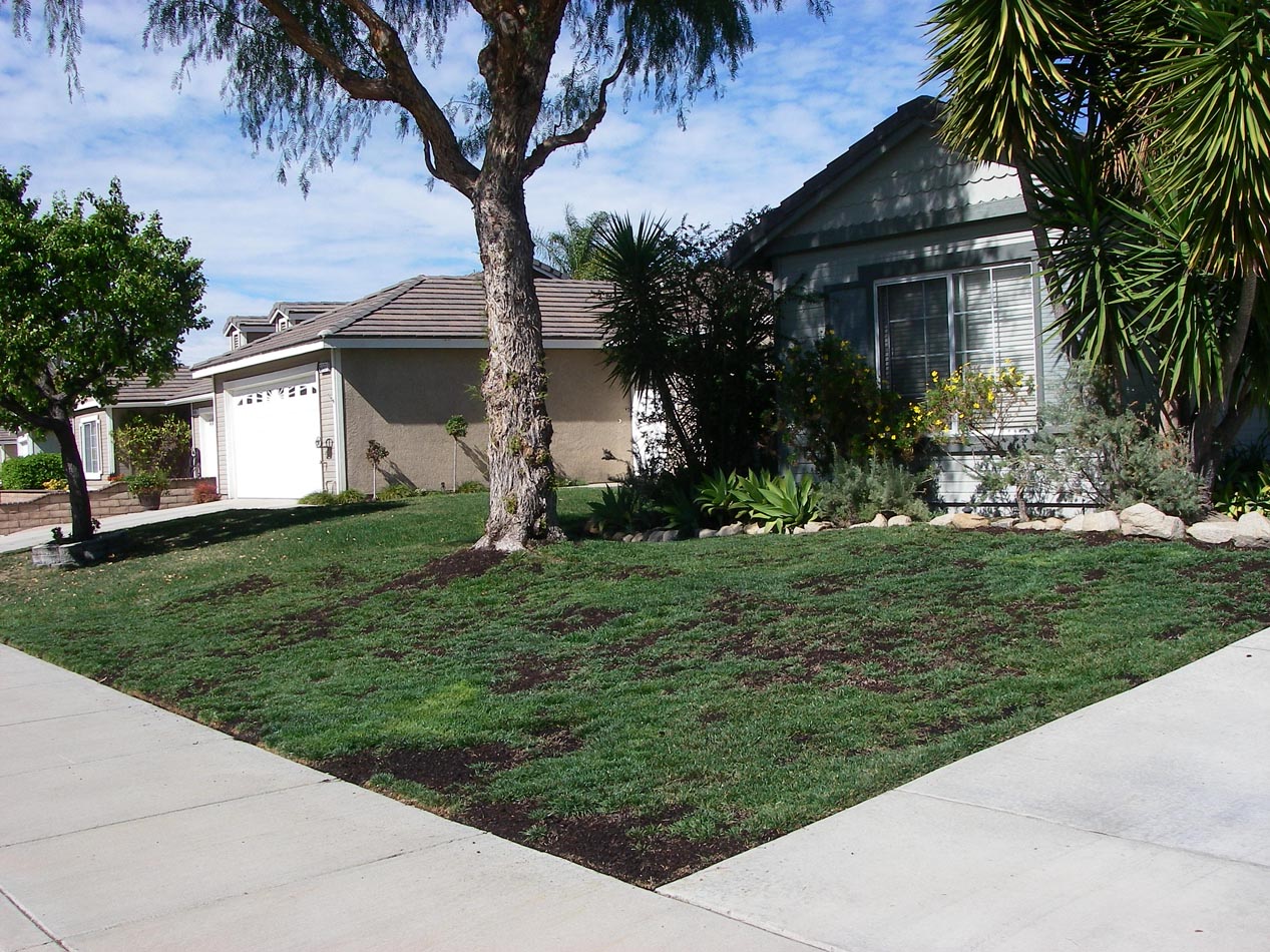 My lawn greened up nicely over the winter and now bare spots reseeded 
