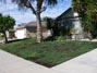My lawn greened up nicely over the winter and now bare spots reseeded 