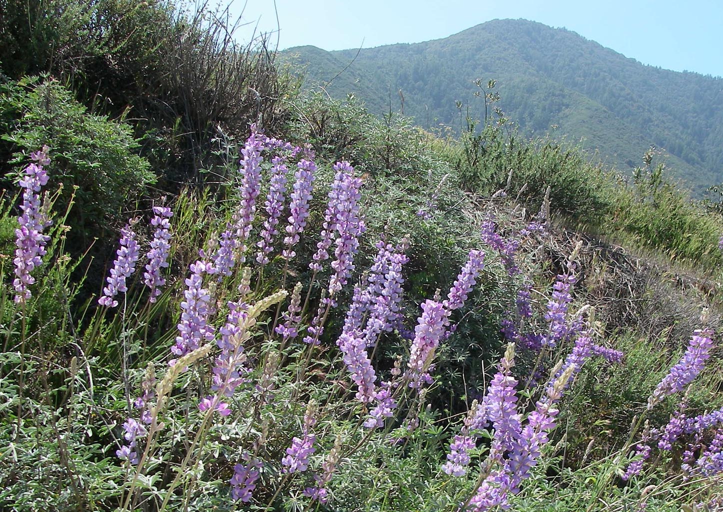 Lupine in bloom along Indian Truck Trail, Santa Ana Mountains, 4/13/2016