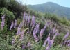 Lupine in bloom along Indian Truck Trail, Santa Ana Mountains, 4/13/2016