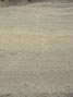 Snake crossing over Indian Truck Trail 5/23/2016