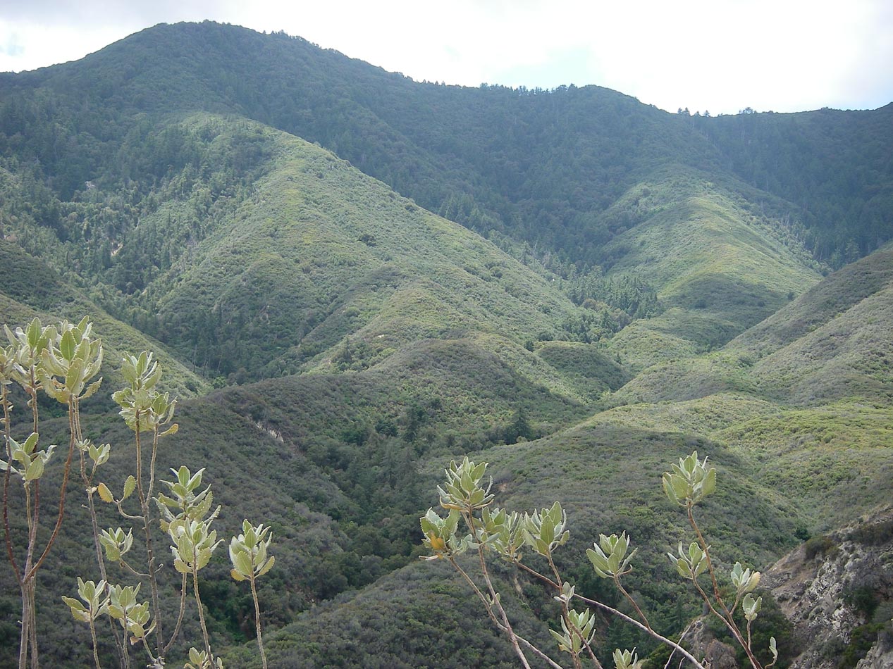 East slope of the Santa Ana Mountains seen from Indian Truck Trail 5/23/2016