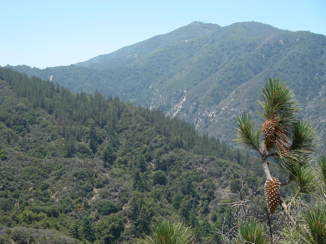 Hike up to the first Coulter Pine tree along Indian Truck Trail 5/30/2016