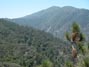 Hike up to the first Coulter Pine tree along Indian Truck Trail 5/30/2016