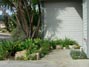 Have my own superbloom going right here on the front porch 3/22/2017.