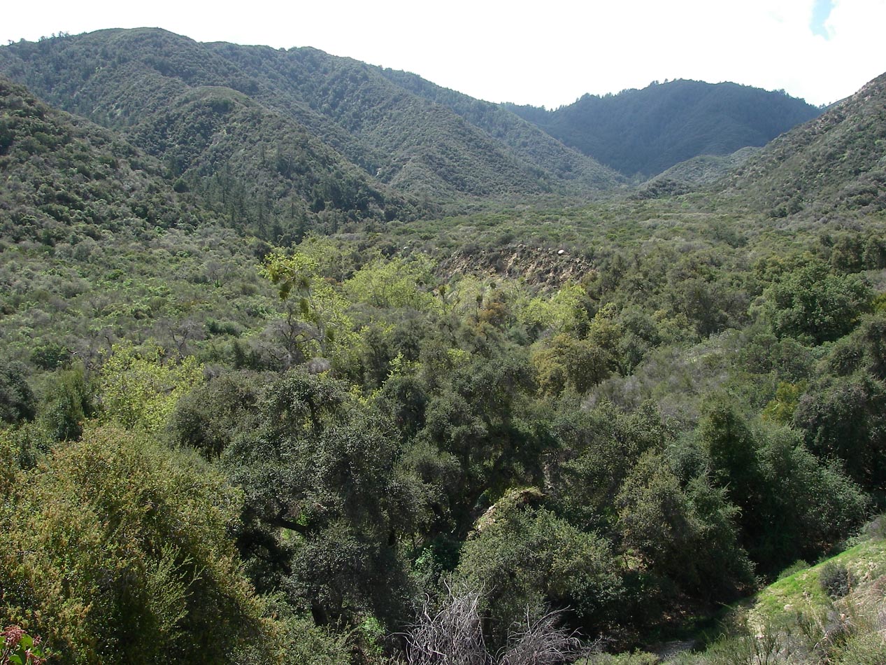 Went hiking in the local canyon behind our neighborhood 3/24/2018