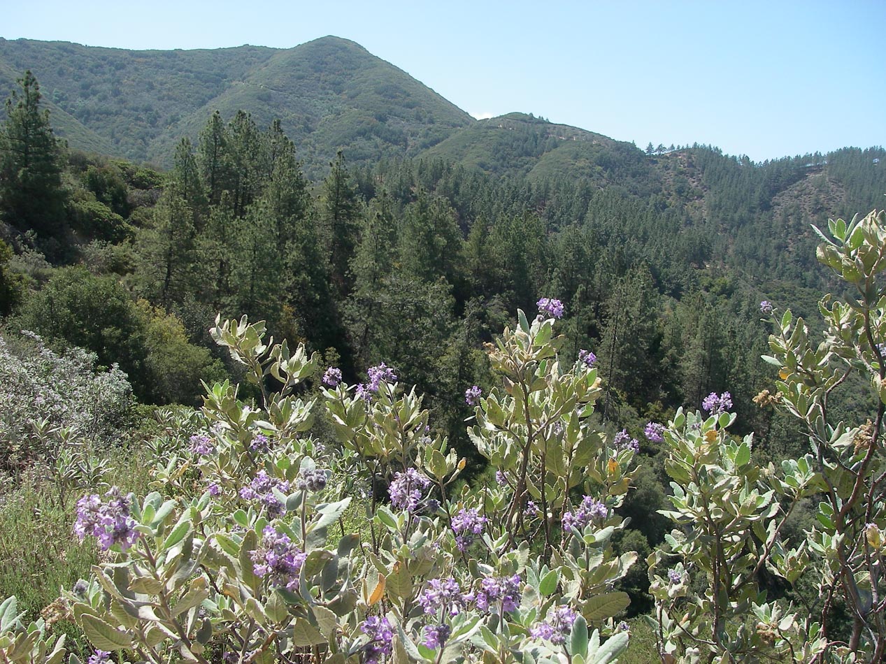 Hiked Indian Truck Trail, almost making it to Main Divide Road as seen in the background 4/28/2018