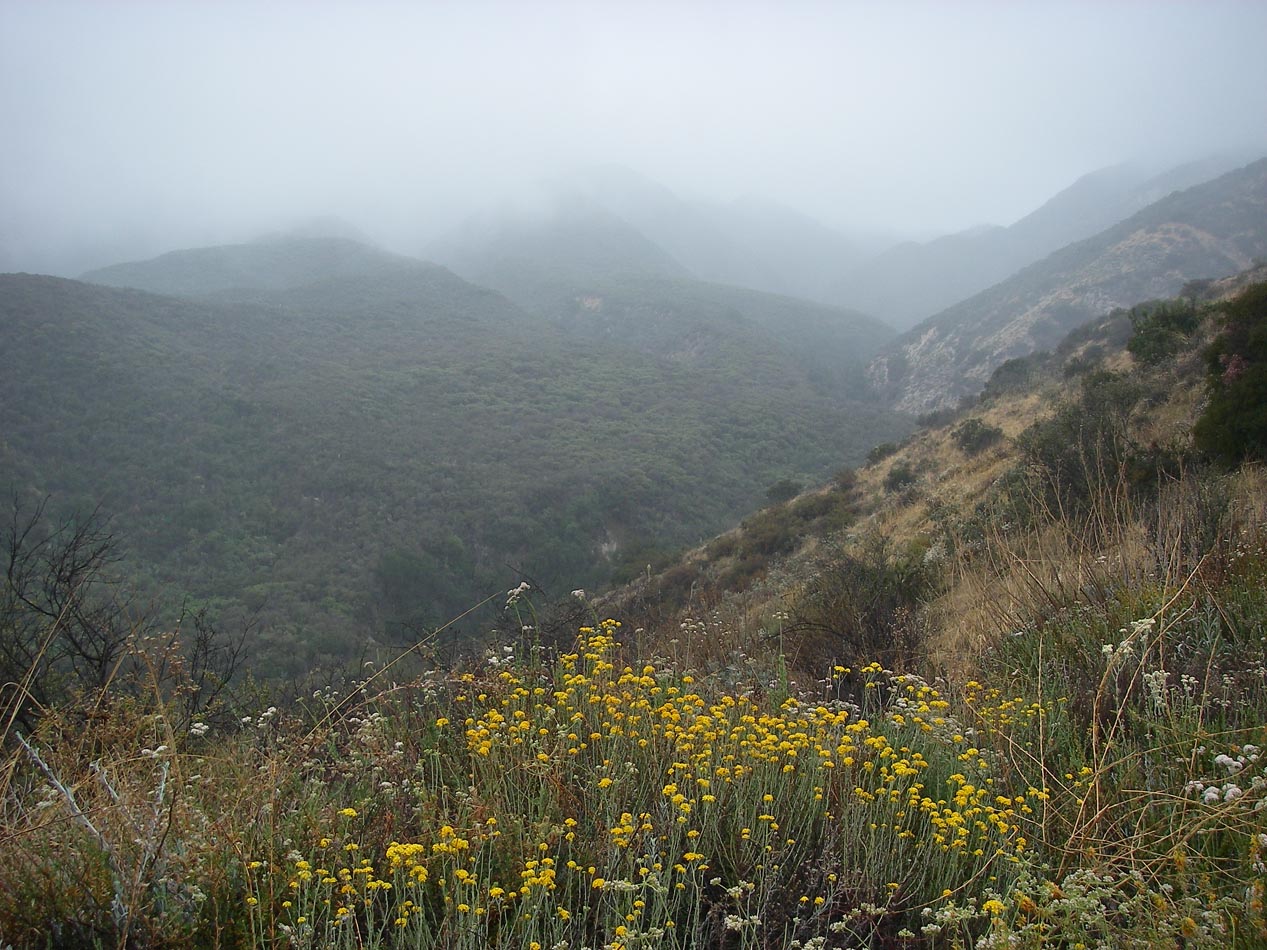 The hike up Indian Truck Trail this morning was drizzly and cold 5/12/2018