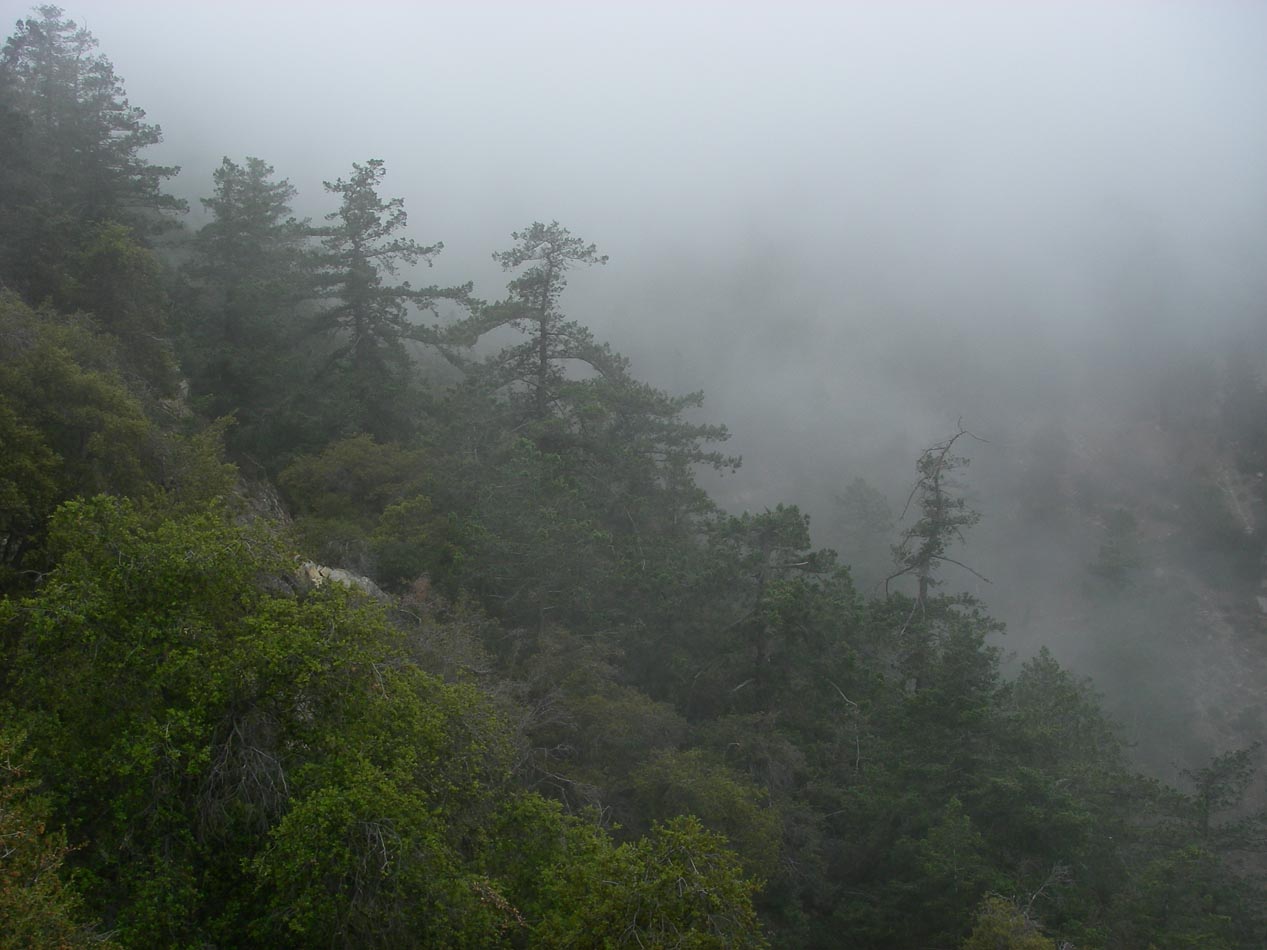 << Previous IndexNext >>Scene at the fir zone along India Truck Trail resebles a rain forest 5/20/2018
