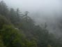 Scene at the fir zone along India Truck Trail resebles a rain forest 5/20/2018