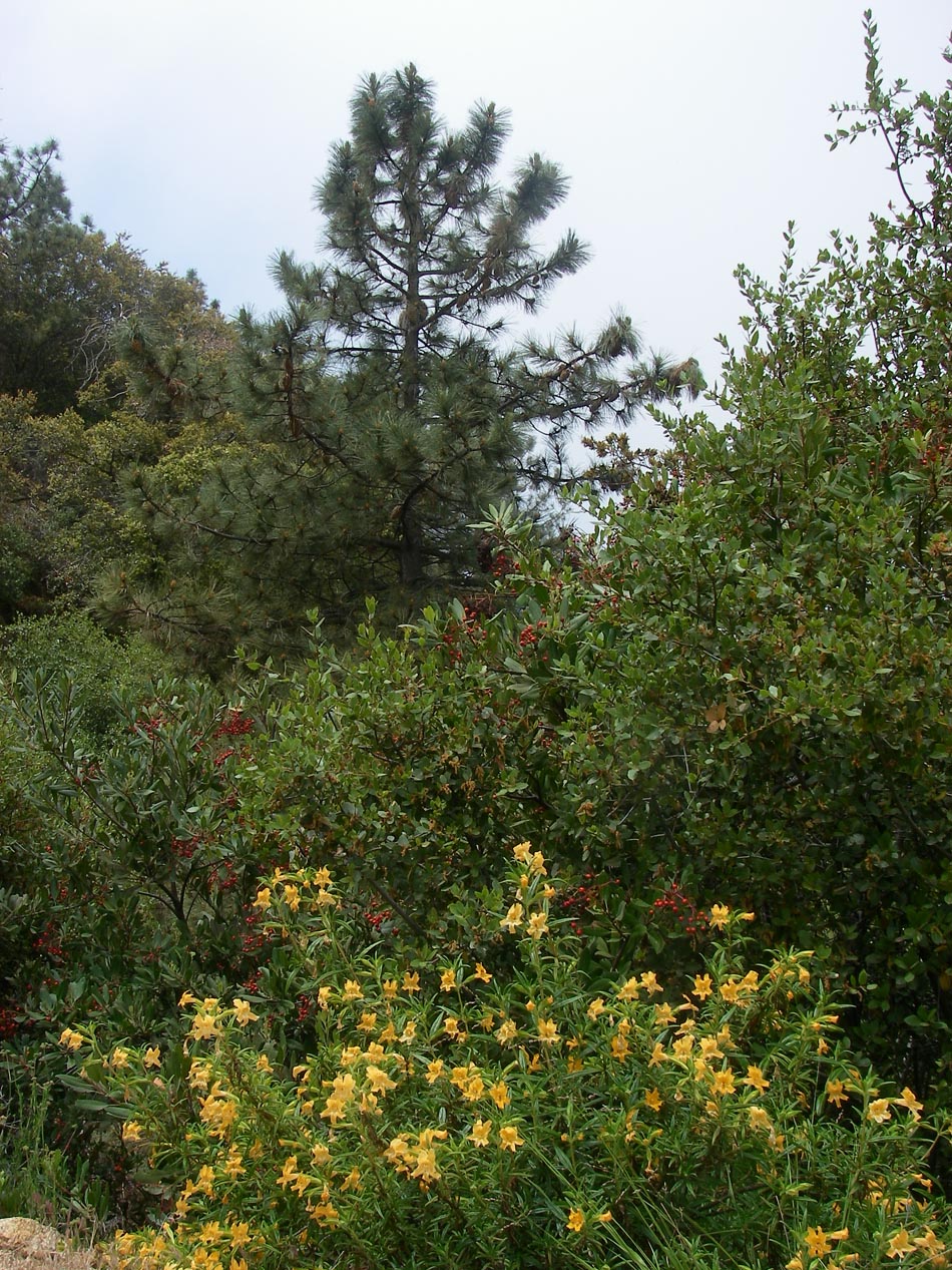 Monkey flowers and toyon berries shine brightly as the overcast clears at the pine zone along Indian Truck Trail 5/20/2018
