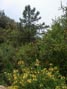 Monkey flowers and toyon berries shine brightly as the overcast clears at the pine zone along Indian Truck Trail 5/20/2018