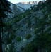 Lord's candle blooming all at once along the Baldy Bowl Trail 6/23/2018