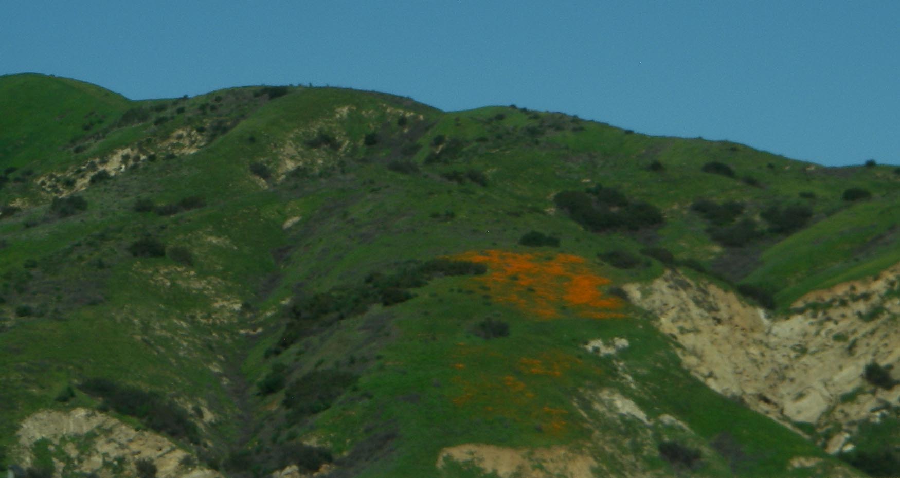 Superbloom just now starting in Chino Hills through the windshield along the 91 freeway 2/7/2019