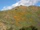 Poppies bloom starting along Temescal Canyon Road south of Corona 2/16/2019