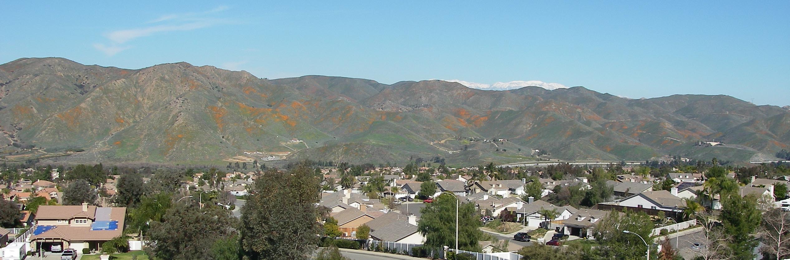 Poppies emerging near my 'hood 2/23/2019