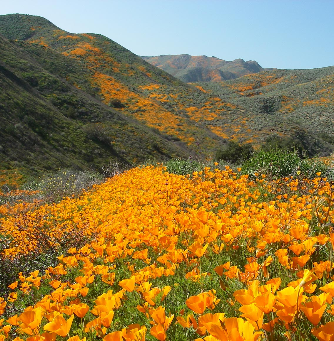 Poppies in full bloom at the Mt. Estelle Preserve 2/25/2019