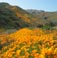 Poppies in full bloom at the Mt. Estelle Preserve 2/25/2019